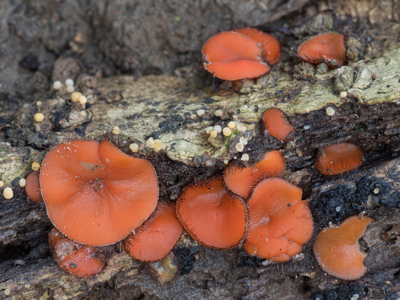 Scutellinia pennsylvanica